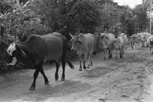 Cows on the move, La Chamba, Colombia, 1975