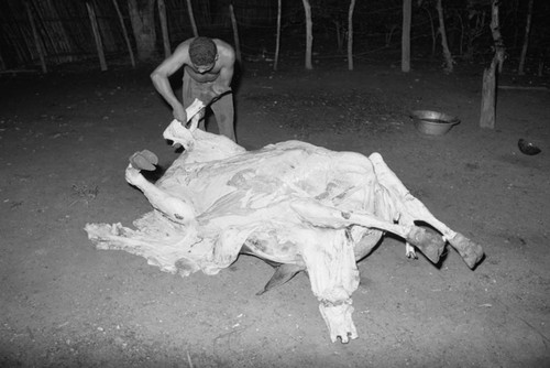 Man butchering a cow, San Basilio de Palenque, 1980