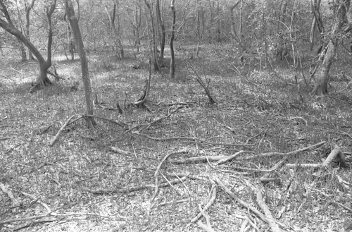 Scattered trees, Isla de Salamanca, Colombia, 1977