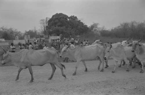 Cattle passing cemetery, San Basilio de Palenque, Colombia, 1977