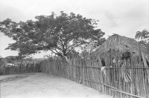 Wooden fence and a tree, San Basilio de Palenque, Colombia, 1977