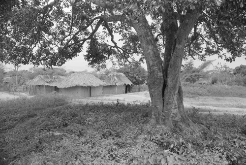 Group of houses behind a tree, San Basilio de Palenque, 1976