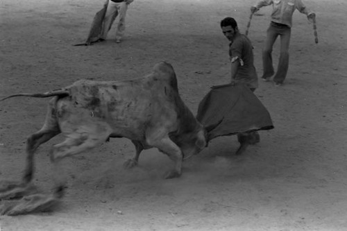 A banderillero waves his cap in front of a bull, San Basilio de Palenque, 1975