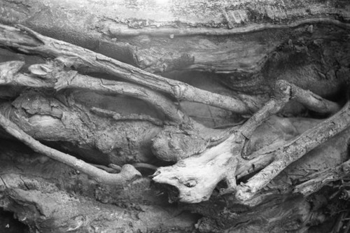 Tree bark, San Basilio de Palenque, 1976