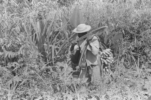 Man harvesting bananas, San Basilio de Palenque, 1976