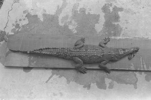 A caiman laying on the ground, Isla de Salamanca, Colombia, 1977