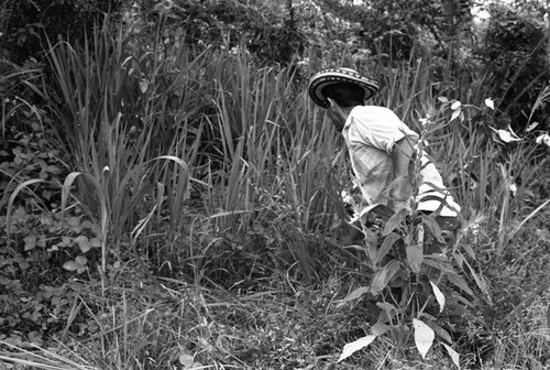 Man cutting plants, La Chamba, Colombia, 1975