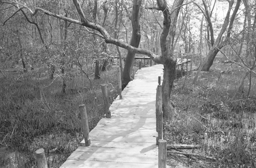 A bridge through a mangrove forest, Isla de Salamanca, Colombia, 1977