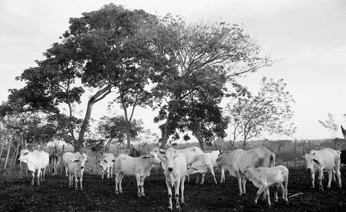 Cattle standing next to trees, San Basilio de Palenque, 1976