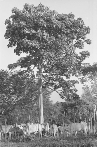 Cattle herd standing under a tree, San Basilio de Palenque, 1976