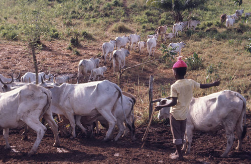 Boy herding cattle, San Basilio de Palenque, 1976