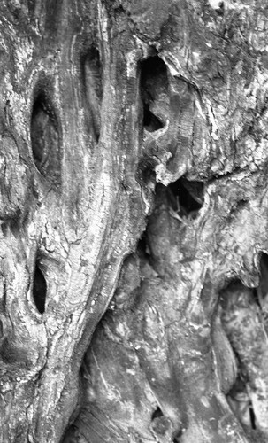 Tree bark, San Basilio de Palenque, 1976