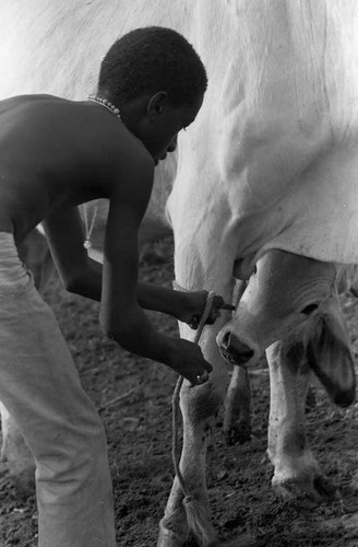 Boy ties rope to a calf, San Basilio de Palenque, 1975