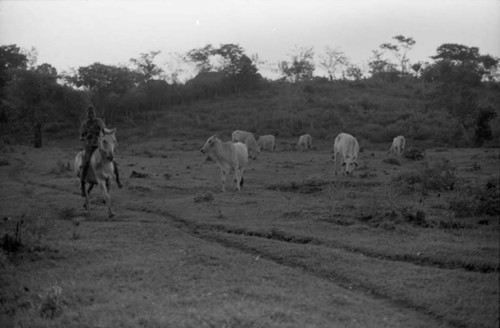Man on a horse next to a cattle herd, San Basilio de Palenque, 1975