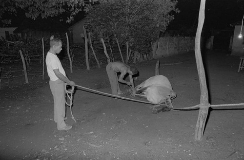 Men immobilizing a cow with ropes, San Basilio de Palenque, 1976