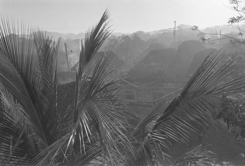 Palm tree fronds growing next to buildings, San Basilio de Palenque, ca. 1978