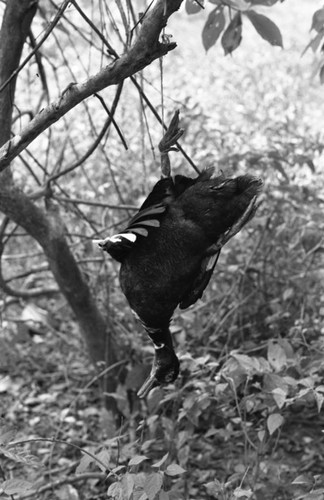 Duck hanging in a tree trap, San Basilio de Palenque, 1976