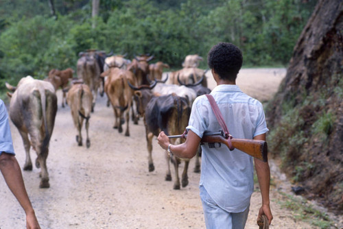 Man with fiream walks cattle, Honduras, 1983