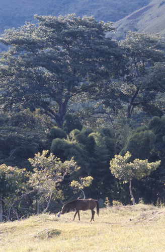 A horse grazing, Tierradentro, Colombia, 1975