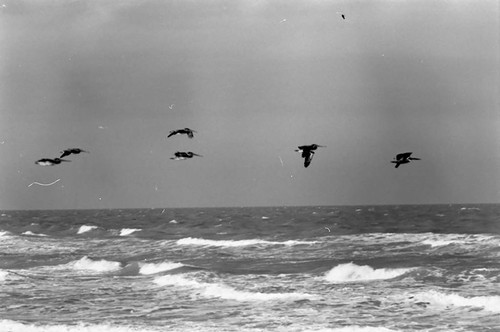 Birds flying, La Guajira, Colombia, 1976