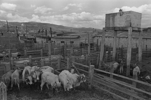 Heads of cattle, Tunjuelito, Colombia, 1977