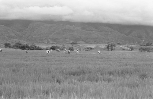 Sowing the field, La Chamba, Colombia, 1975