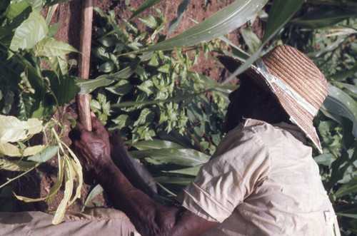 Man working in a field, San Basilio de Palenque, 1976