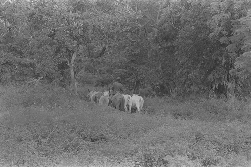 Man on a mule next to a cattle herd, San Basilio de Palenque, 1976