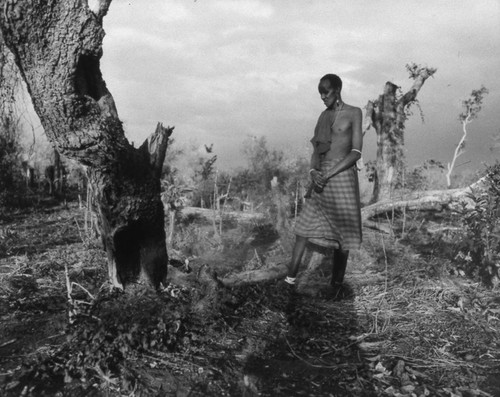 Maasai villager viewing a fallen tree, Tanzania, 1979