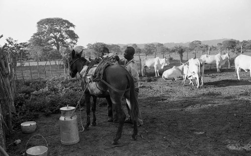 Men loading a milk container on mule, San Basilio de Palenque, 1976