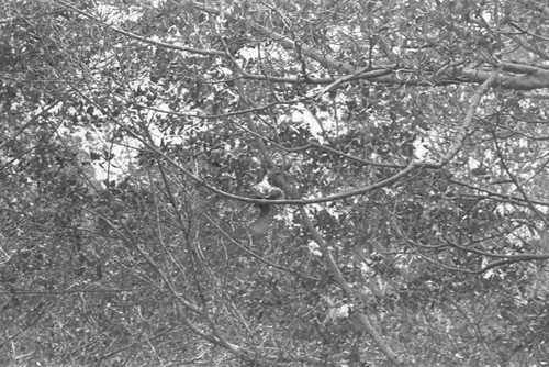 Inside a mangrove forest, Isla de Salamanca, Colombia, 1977