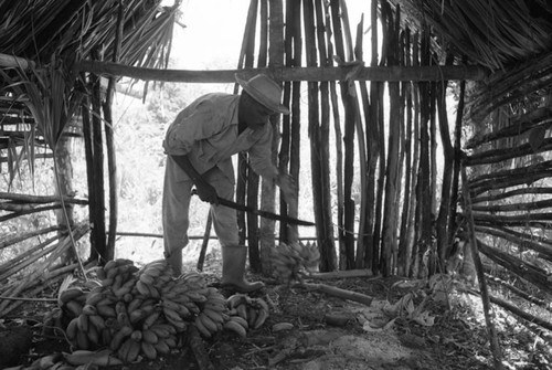 Man working with machete, San Basilio de Palenque, 1976