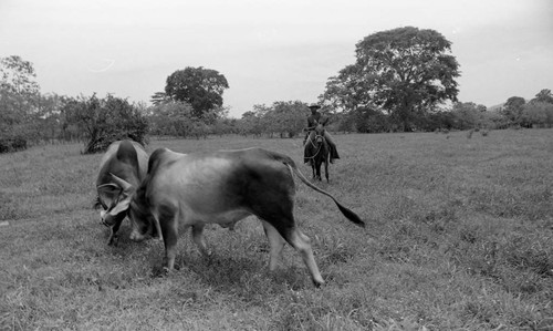 Cattle fighting in a field, San Basilio de Palenque, 1976