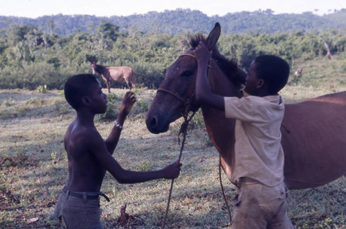 Two boys pulling on the reins on a mule, San Basilio de Palenque, 1976