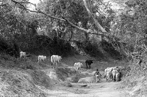 Boy herding cattle down a dirt road, San Basilio de Palenque, 1977