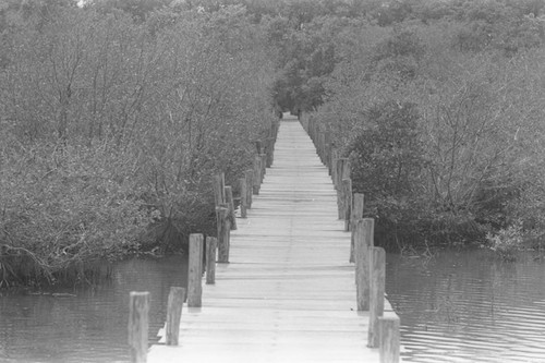 A bridge to a mangrove forest, Colombia, Isla de Salamanca, 1977