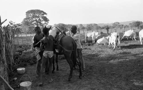 Men loading a milk container on mule, San Basilio de Palenque, 1976