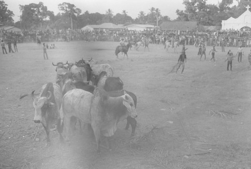 Men and bulls standing inside an arena, San Basilio de Palenque, ca. 1978