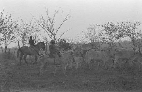 Man and boy herding cattle, San Basilio de Palenque, 1977