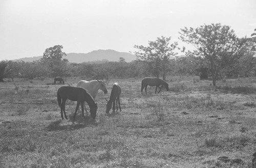 Horses roaming free in an open field, San Basilio de Palenque, 1976