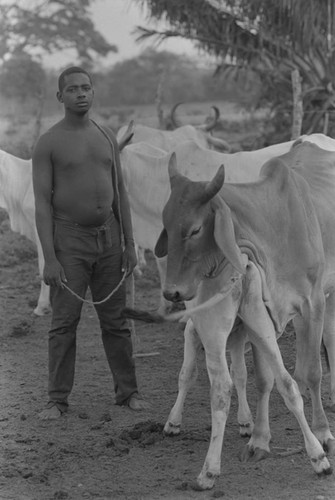 Man standing next to cattle herd, San Basilio de Palenque, ca. 1978