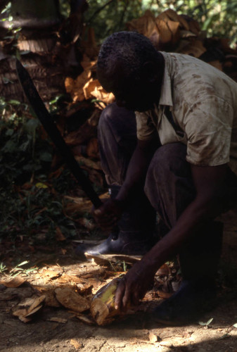 Man using a machete to cut a coconut, San Basilio de Palenque, 1976