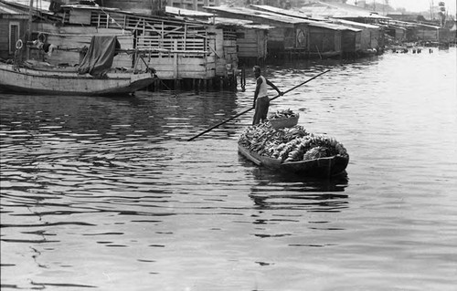 Man transports a load of bananas on a boat, Cartagena Province, 1975