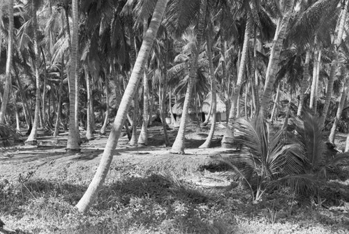 A view into a palm forest, Tayrona, Colombia, 1976