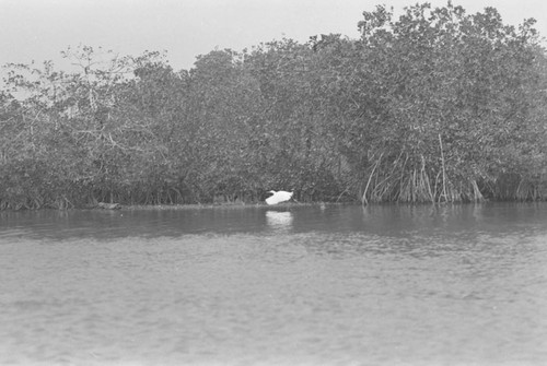 View of a mangrove forest, Isla de Salamanca, Colombia, 1977