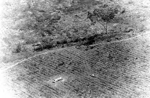 Dead cattle on the field, Cabañas, 1982