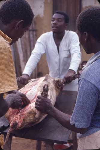 Men butchering a pig, San Basilio de Palenque, 1976