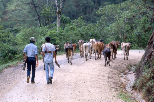 Two men and cattle, Honduras, 1983