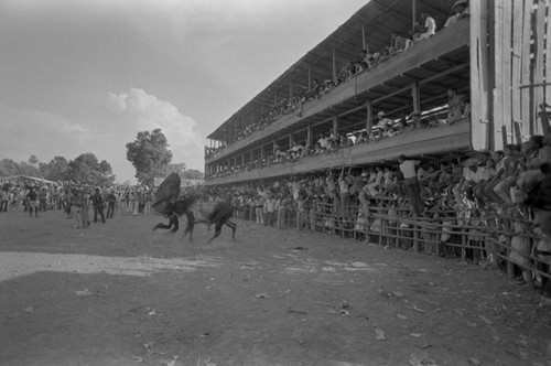 Audience watching bullfight, San Basilio de Palenque, ca. 1978