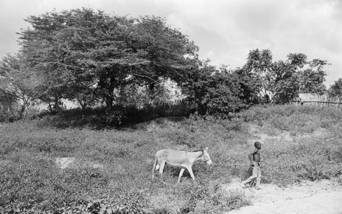 Boy leading a young mule, San Basilio de Palenque, 1976